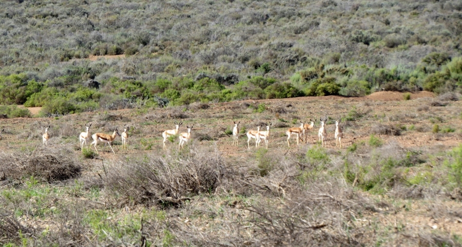 Commercial Property for Sale in Montagu Rural Western Cape